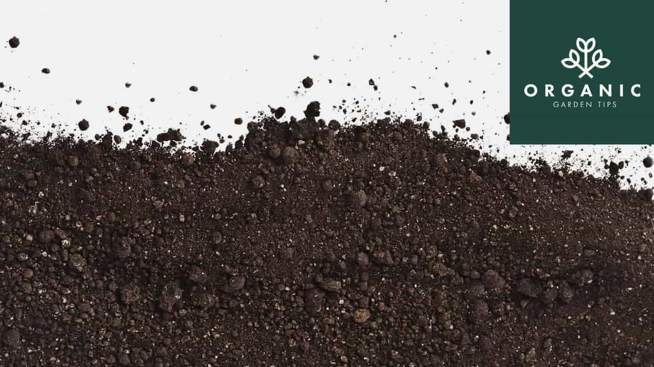 Best Organic Compost to Buy