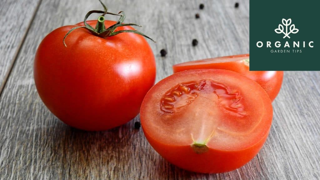 Saving Your Heirloom Tomato Seeds