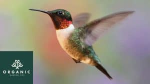 10 Ways to Attract Hummingbirds to Your Garden