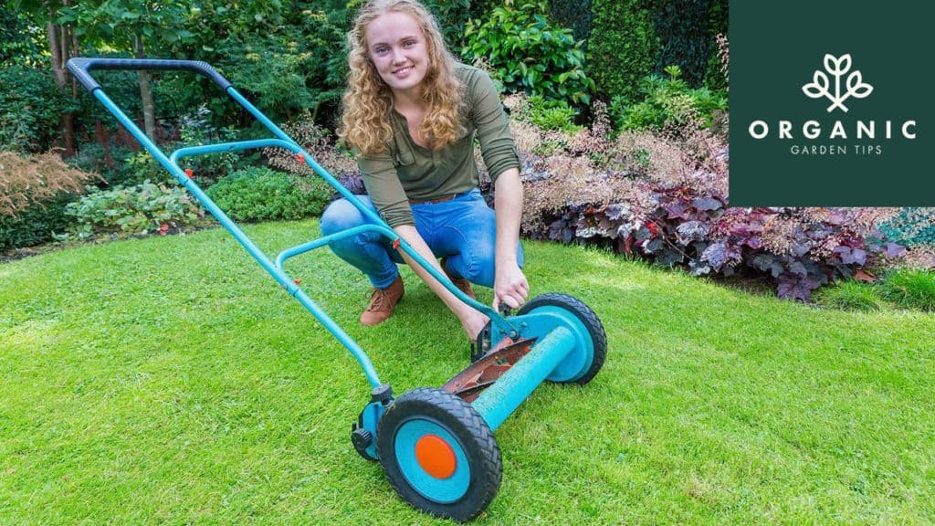 Choosing the Best Reel Lawn Mower