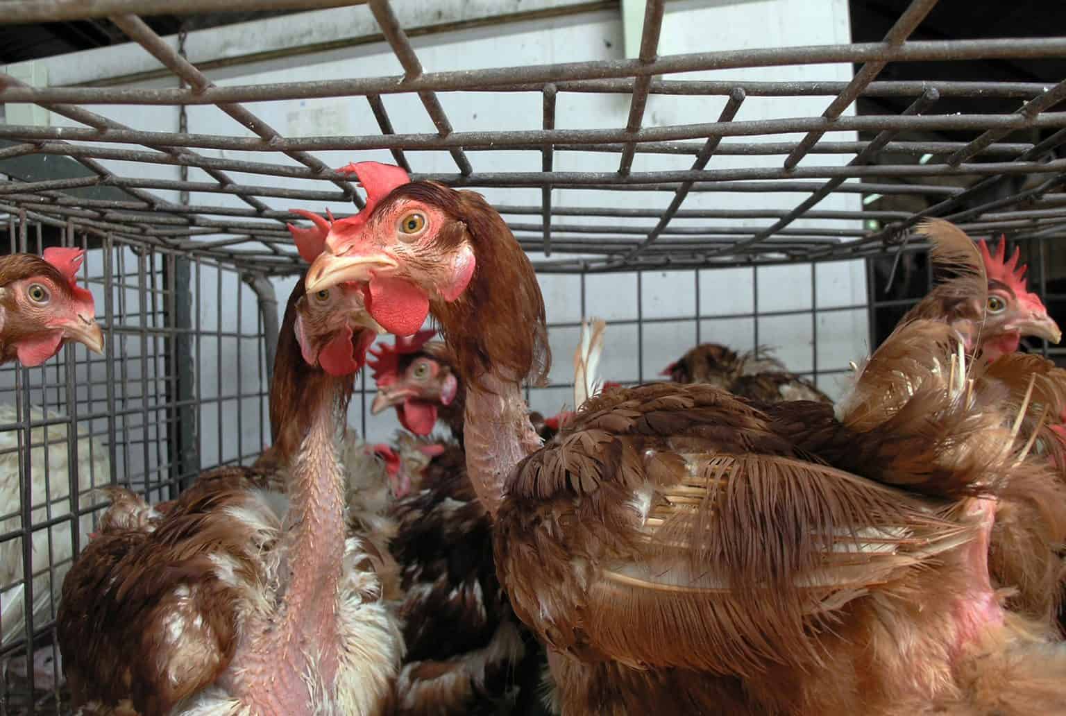 Can Chickens Live in a Greenhouse?