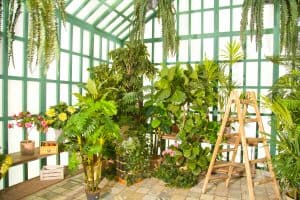 What Can You Grow In A Greenhouse For Beginners