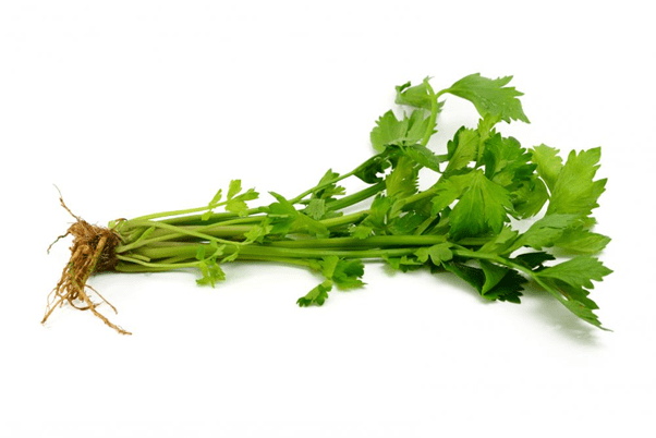 Fresh cilantro with roots
