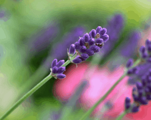 Violet lavender flower on a stem