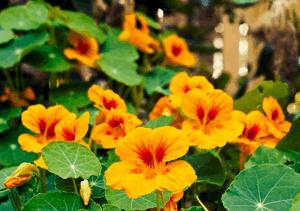 Yellow orange nasturtium flowers