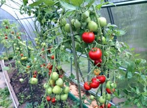 How to Ripen Tomatoes in a Greenhouse