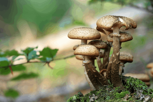 how to grow mushrooms from mushroom compost