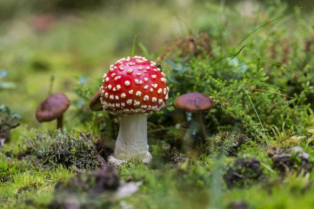 Grow mushrooms