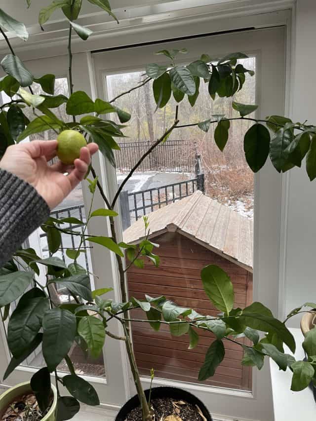 How to Grow a Lime Tree Indoors