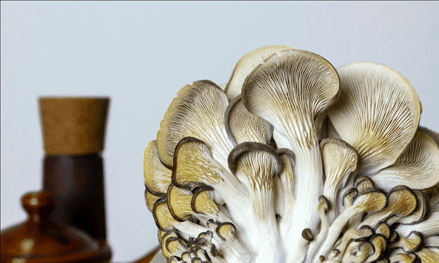 White Oyster Mushrooms